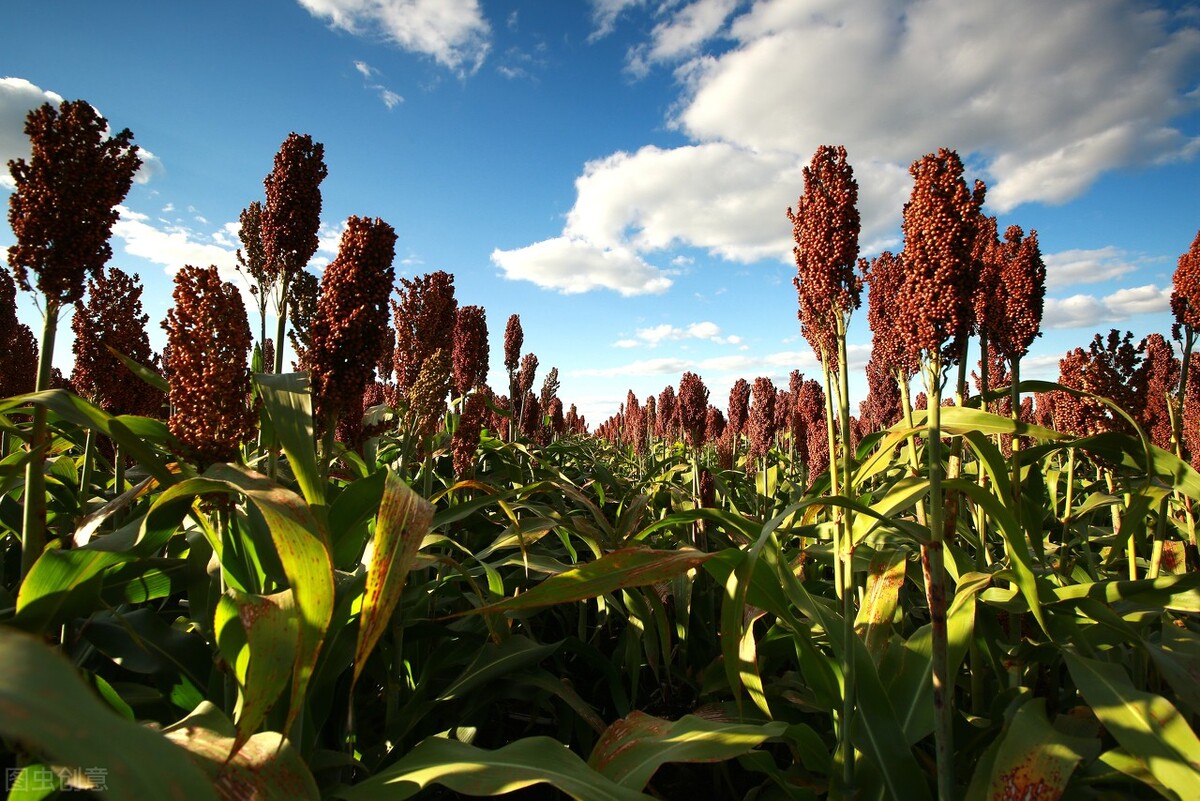 酿酒原料高粱特点分析,为什么说高粱是酿酒的最佳原料