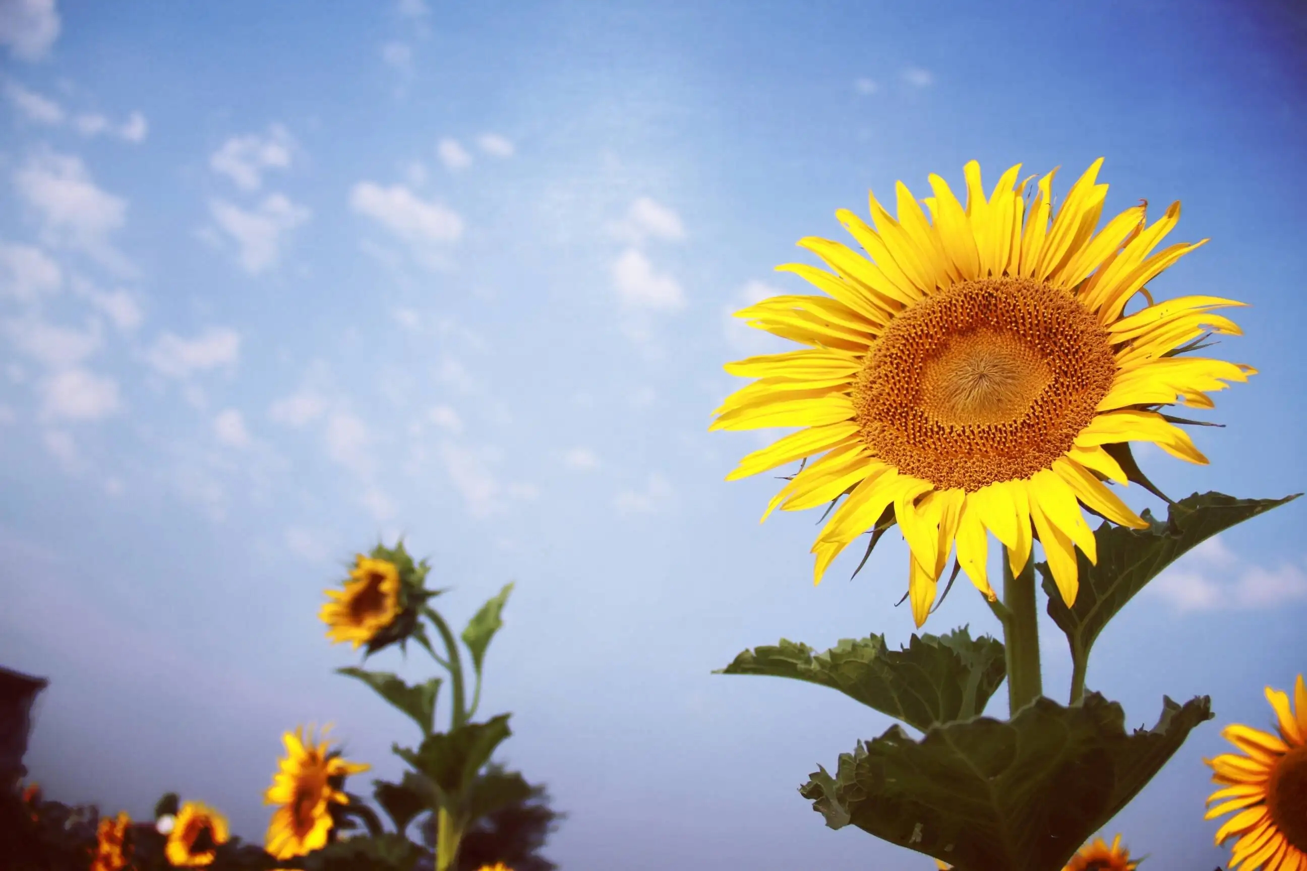 你用过哪些古诗词当作座右铭,古诗词座右铭简短走心怎么写