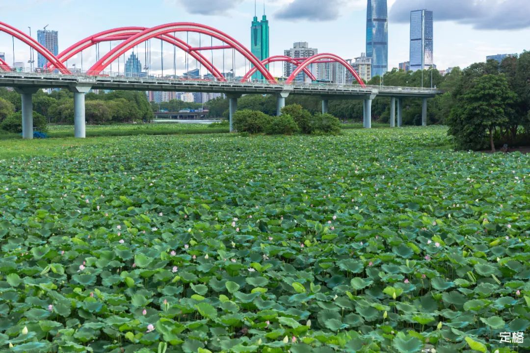 十大风景最美的湖泊排行榜,深圳风景美丽的湖泊