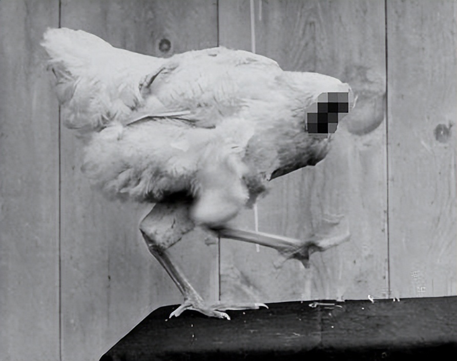 美国无头公鸡存活多久,美国无头鸡成功案例