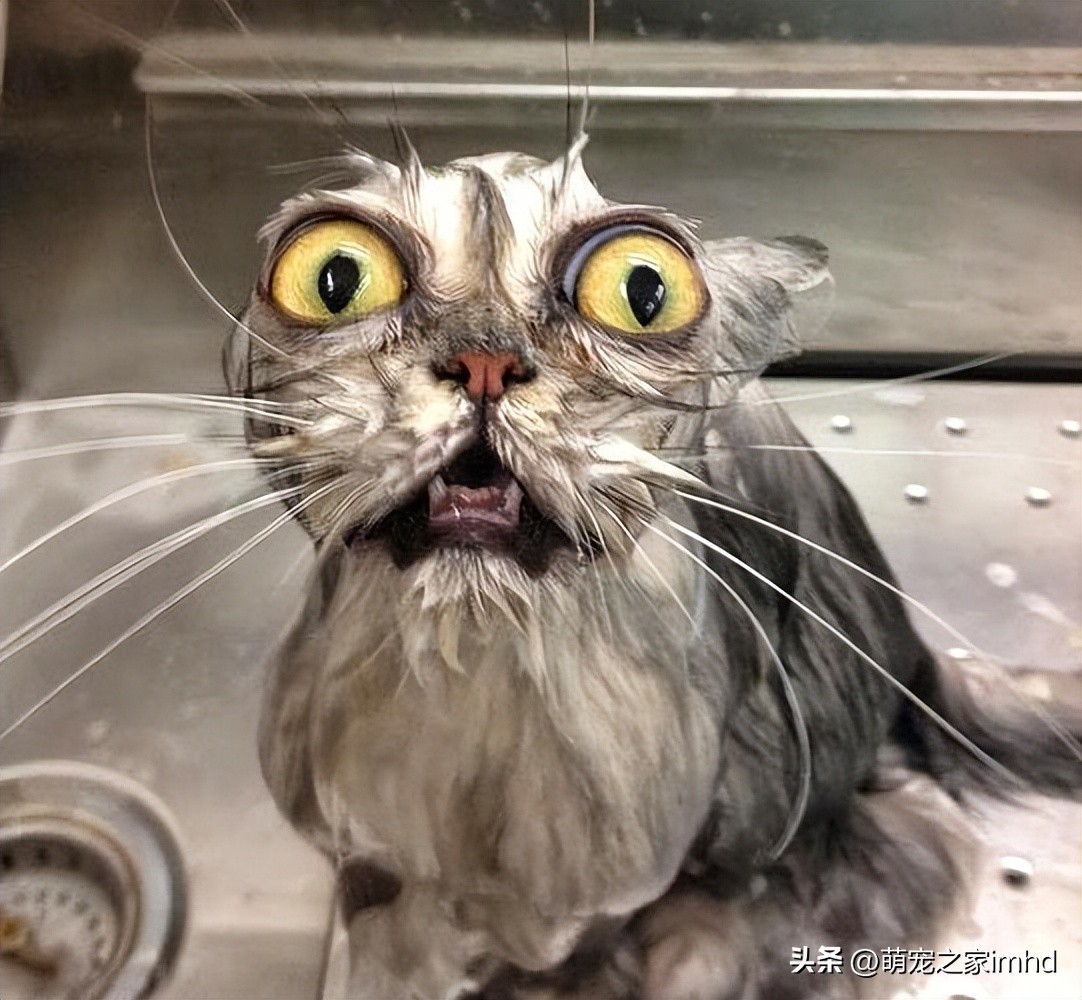 猫咪为啥会这么怕水?