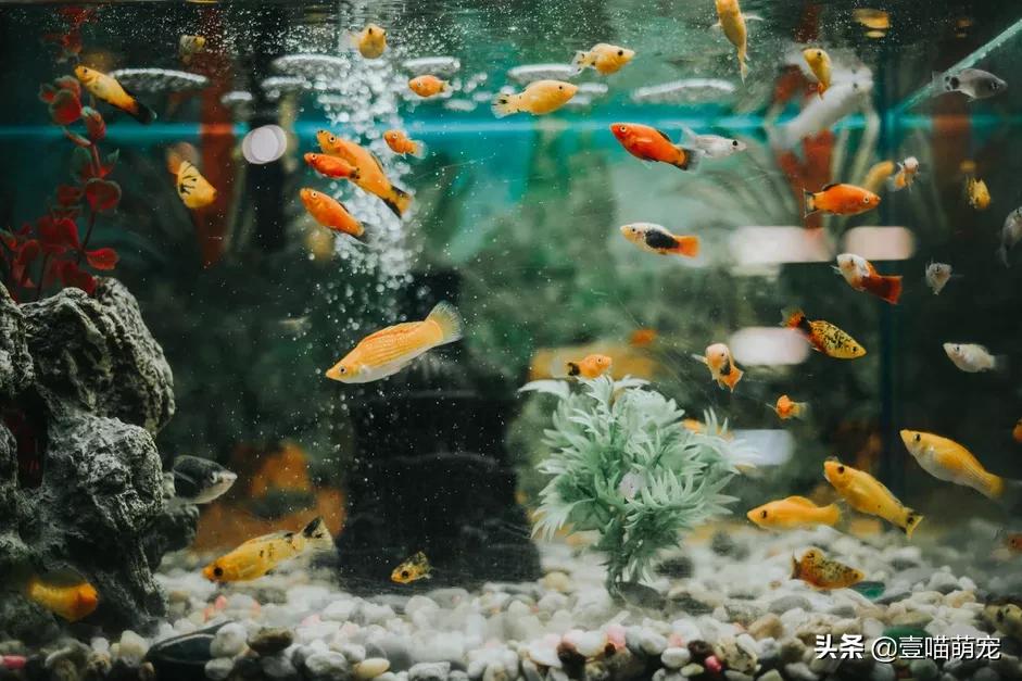 水族箱ph,水族箱ph值偏高