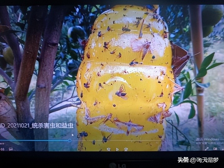 你的柑园布防果蝇未？