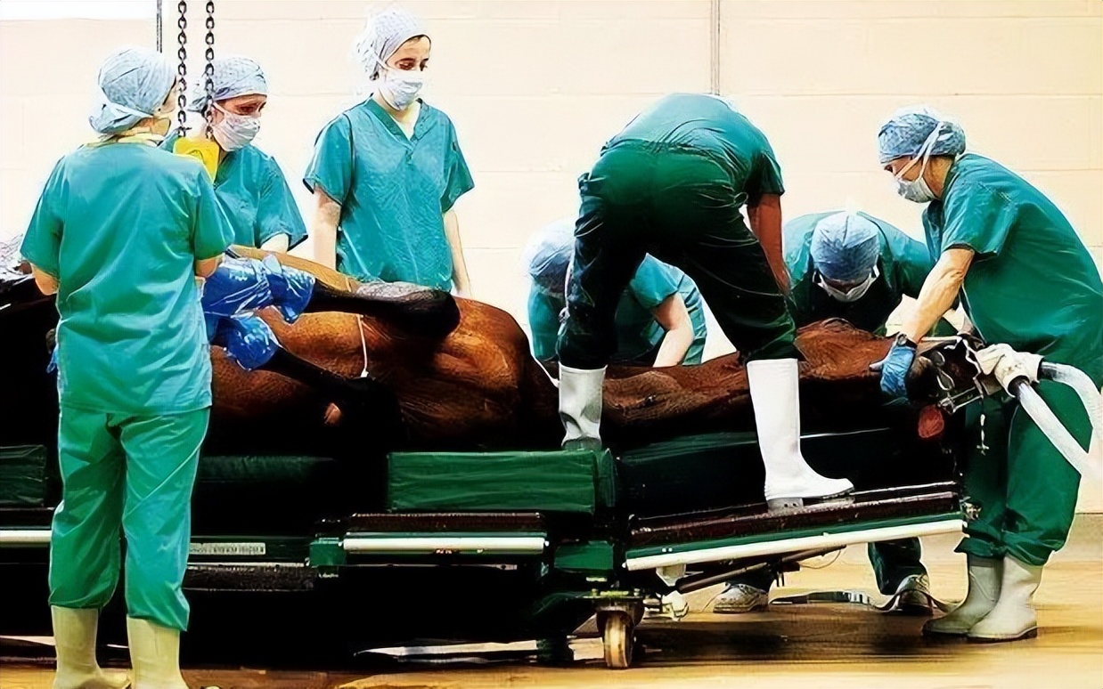 确定全麻手术后马匹心律失常的患病率和性质，评估心律失常的风险