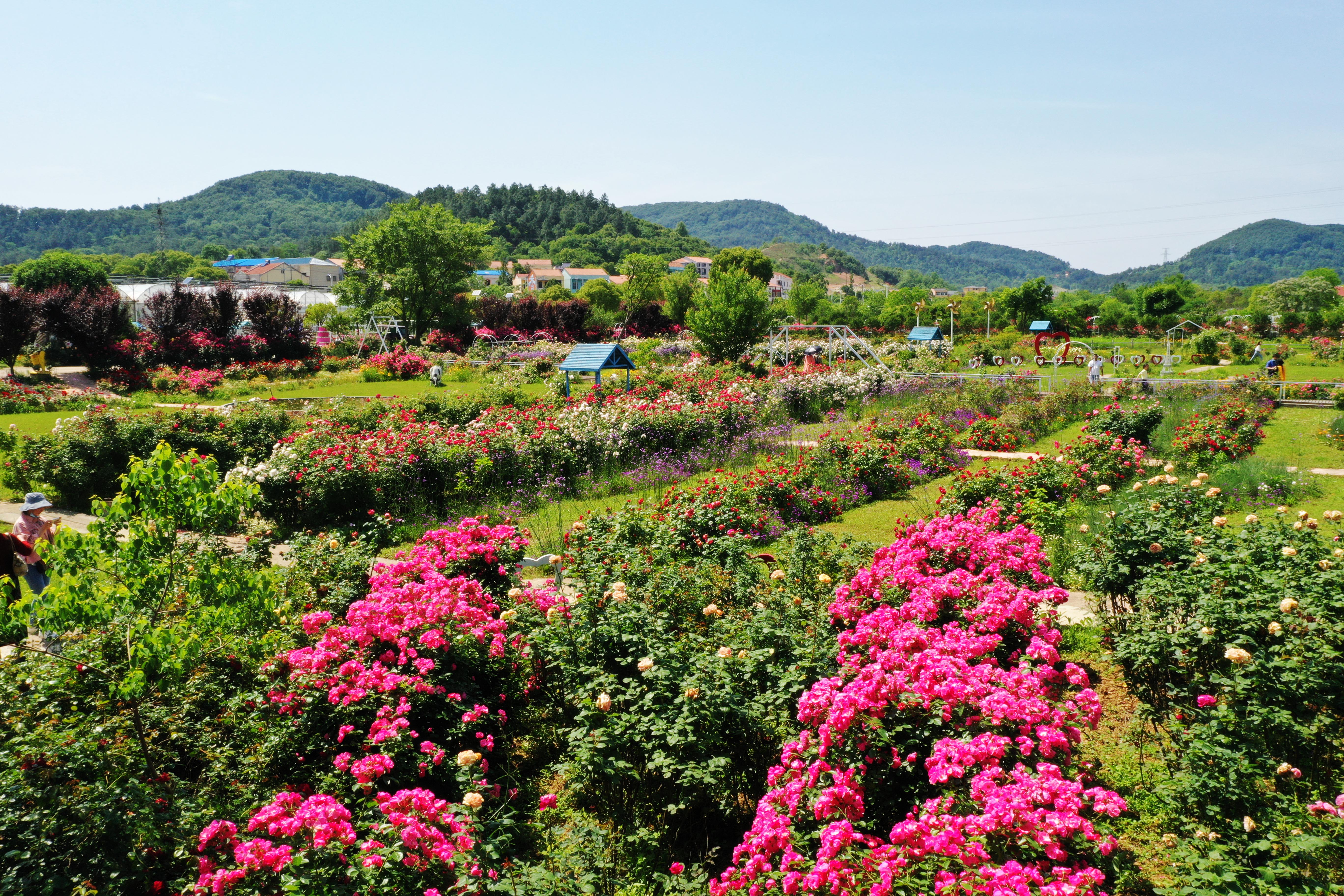 香草花田采摘,香草花田景区门票