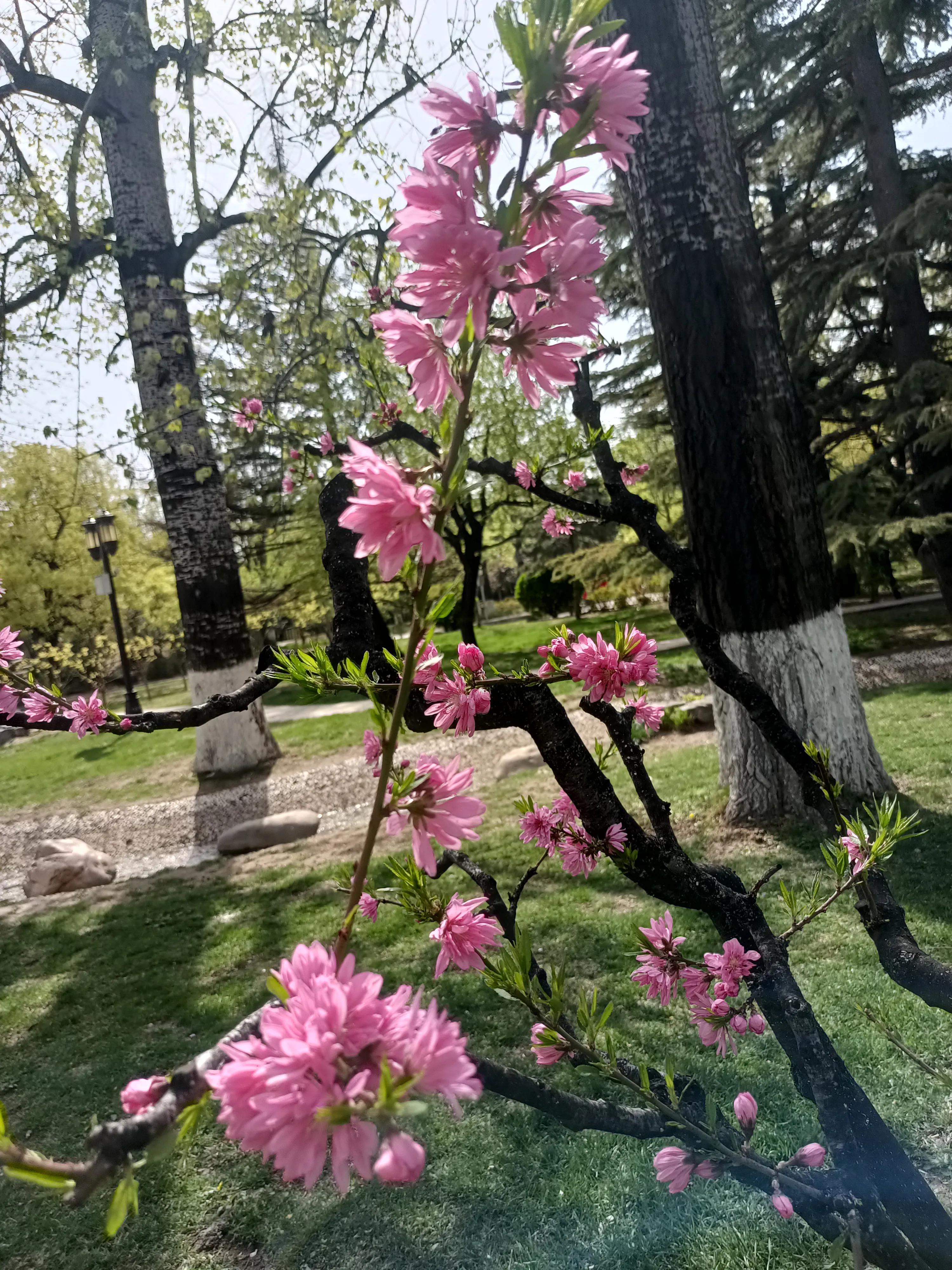 春天花开满园，梅花富贵险中求，心情美美哒