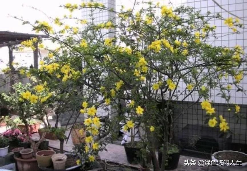 玉堂春富贵指哪些花,玉堂锦绣富贵春寓意