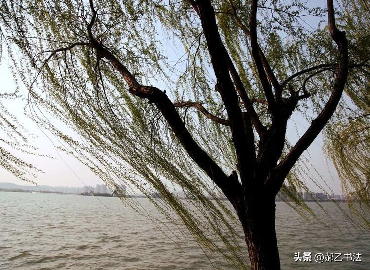 咏柳唐贺知章古诗规范书写,咏柳唐贺知章书法比赛