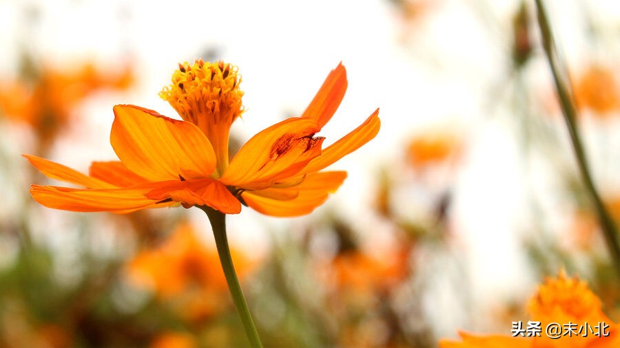 人生感悟最苦的句子,人生最苦的十年后的感悟