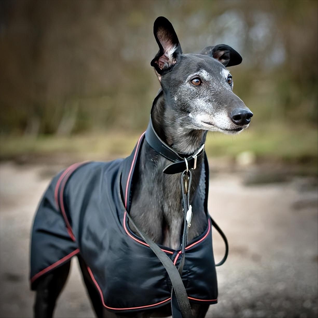 动物界的短跑冠军前10名,动物界中跑得最快的是谁