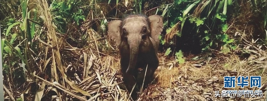 cop15大会高清图,cop15第二阶段会议有哪些人出席