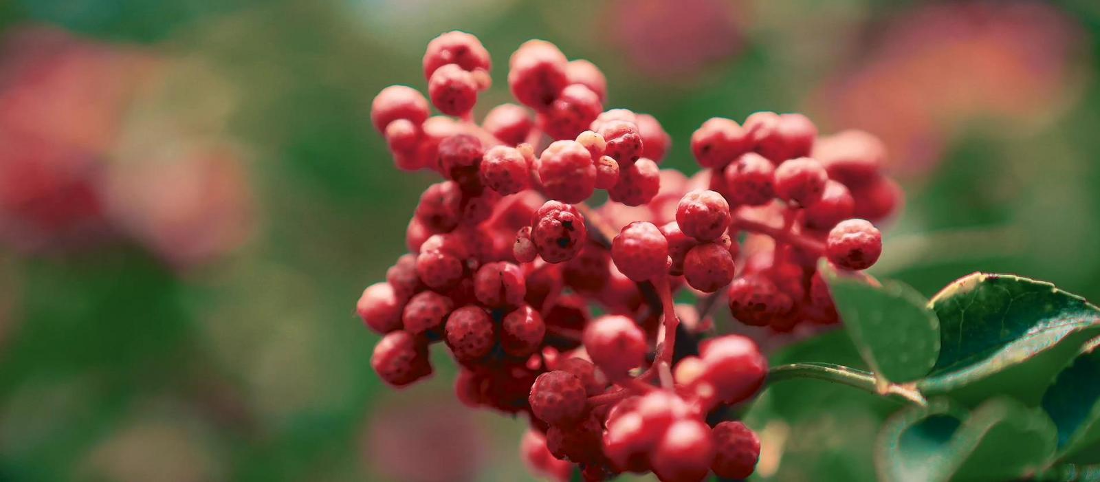 中国第四届韩城花椒大会,第六届中国韩城花椒大会完整版