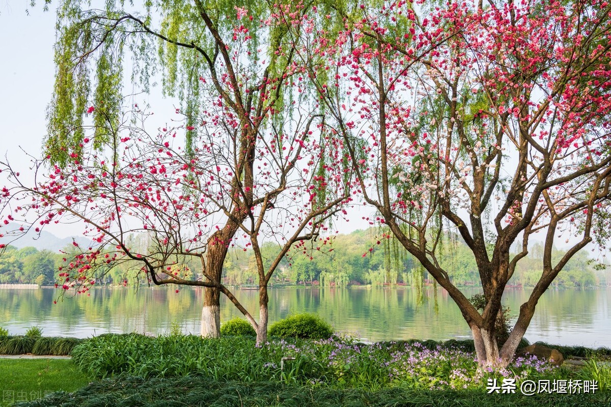 杭州的苏堤春晓西湖十景之首,西湖十景苏堤春晓曲院风荷
