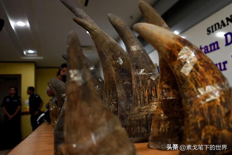 收入水平影响犀牛角消费偏好：野生与半野生犀牛角更受青睐