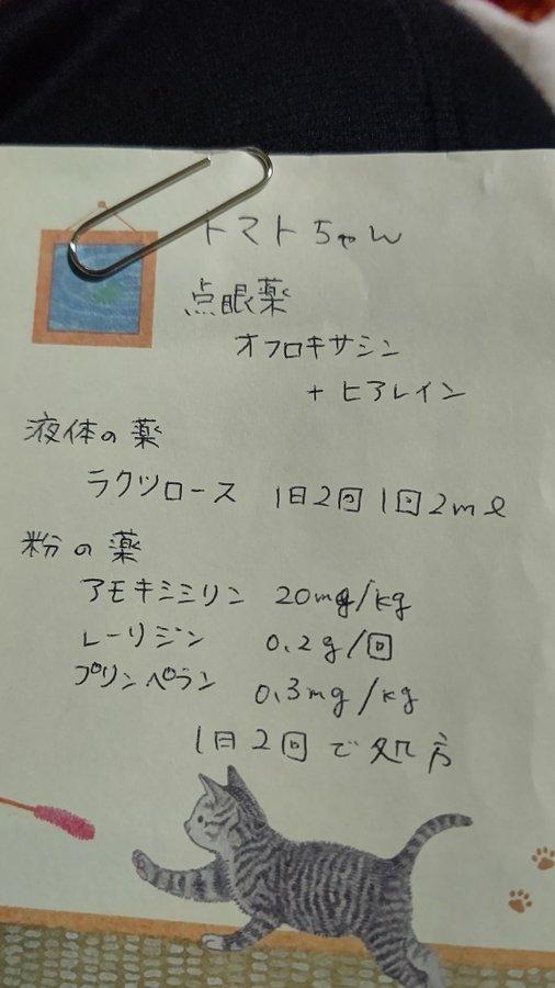 最长寿猫咪死亡,世界上最长寿的猫咪去世