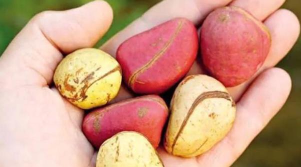 古柯树可以提取什么,在古柯树中提取的生物碱是什么