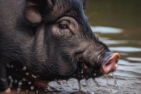 市场上的黑猪肉有什么区别,黑猪肉市场前景怎么样