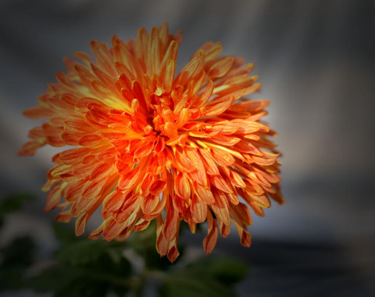 十首赏菊的诗词,赏黄花的诗句