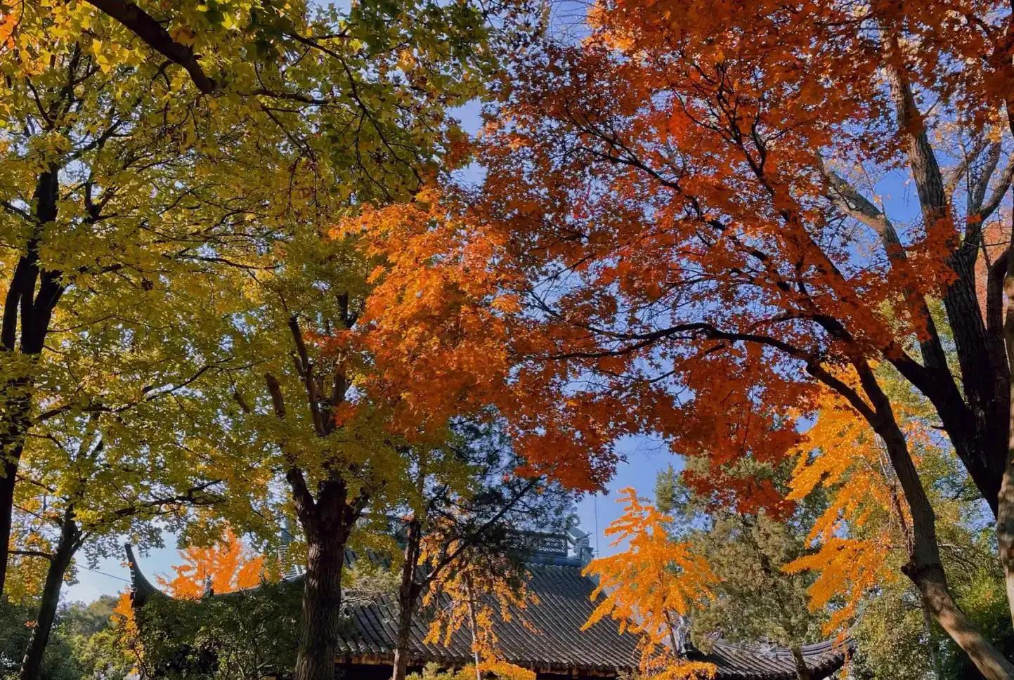 苏州秋季旅游最值得去的地方,苏州赏秋一日游攻略