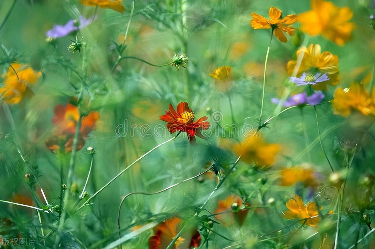 真正高情商的人往往看什么,一个真正的高情商者的十大特征