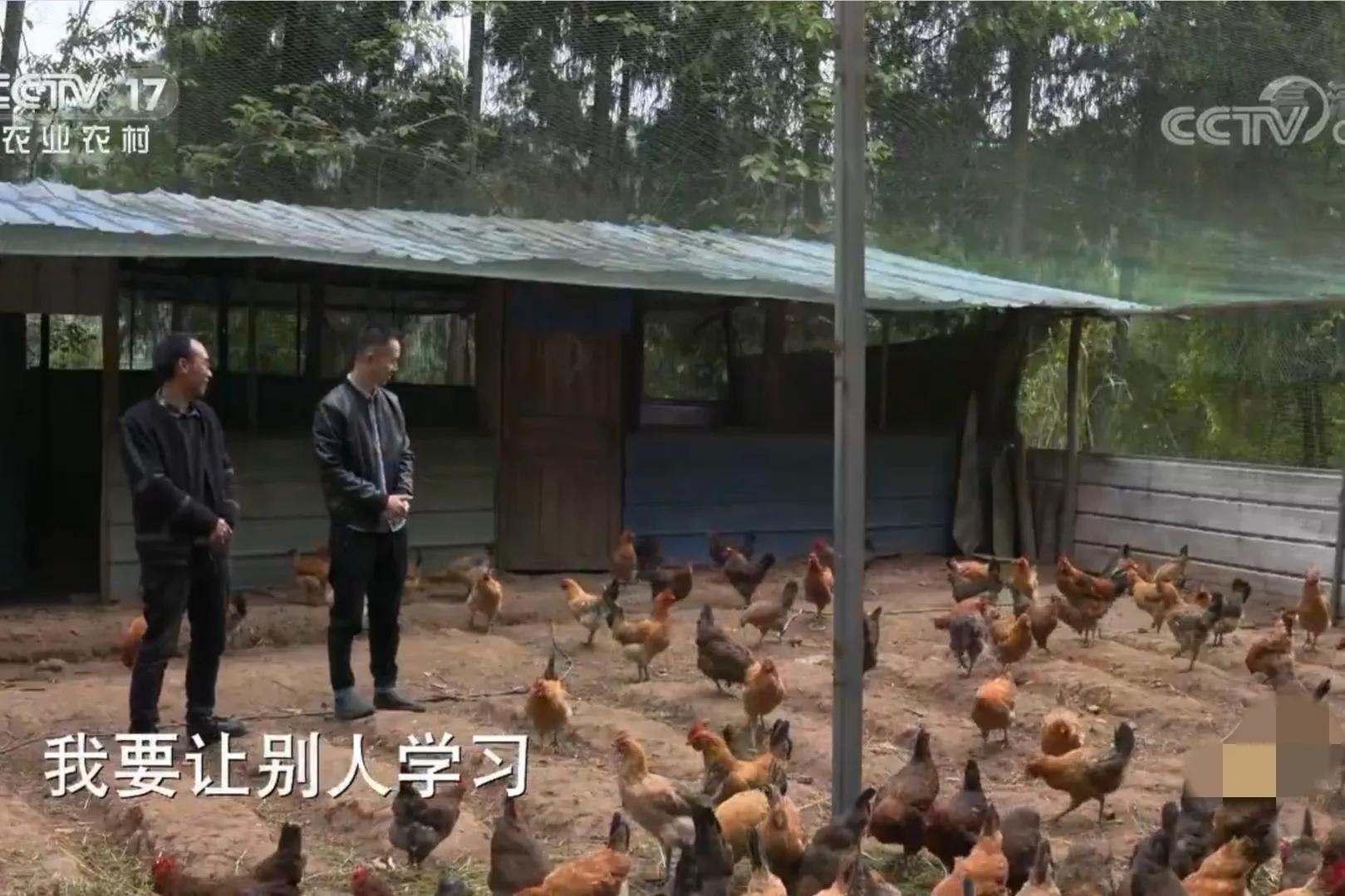 男子承包千亩荒山只为养十只鸡,男子承包荒山养鸡