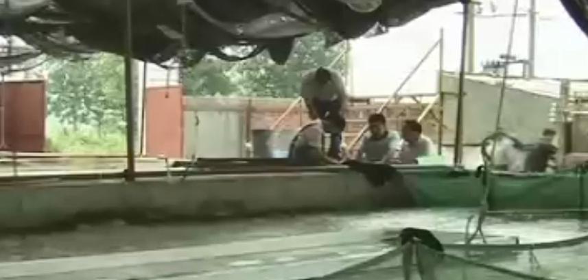 男子花20万买受伤鲶鱼,男子花20万买了一条受伤的鱼