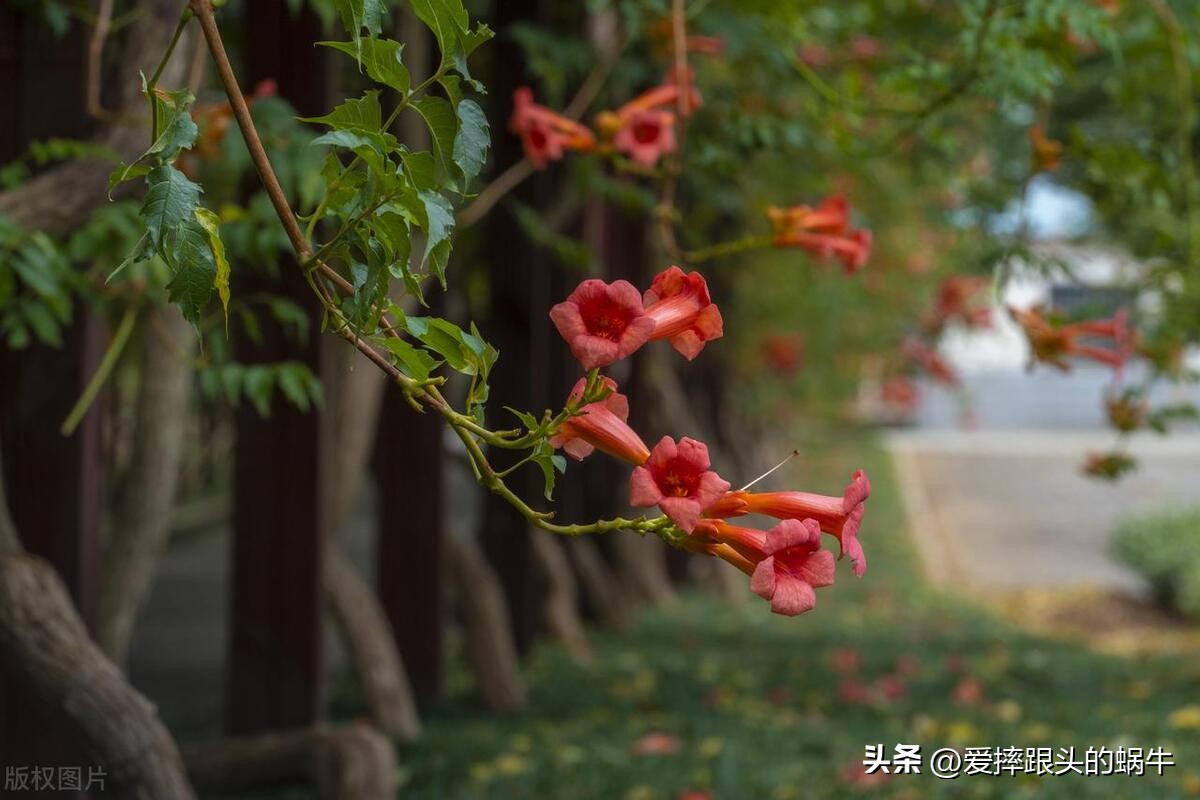 夏日里盛开的凌霄花,绚烂开放的凌霄花