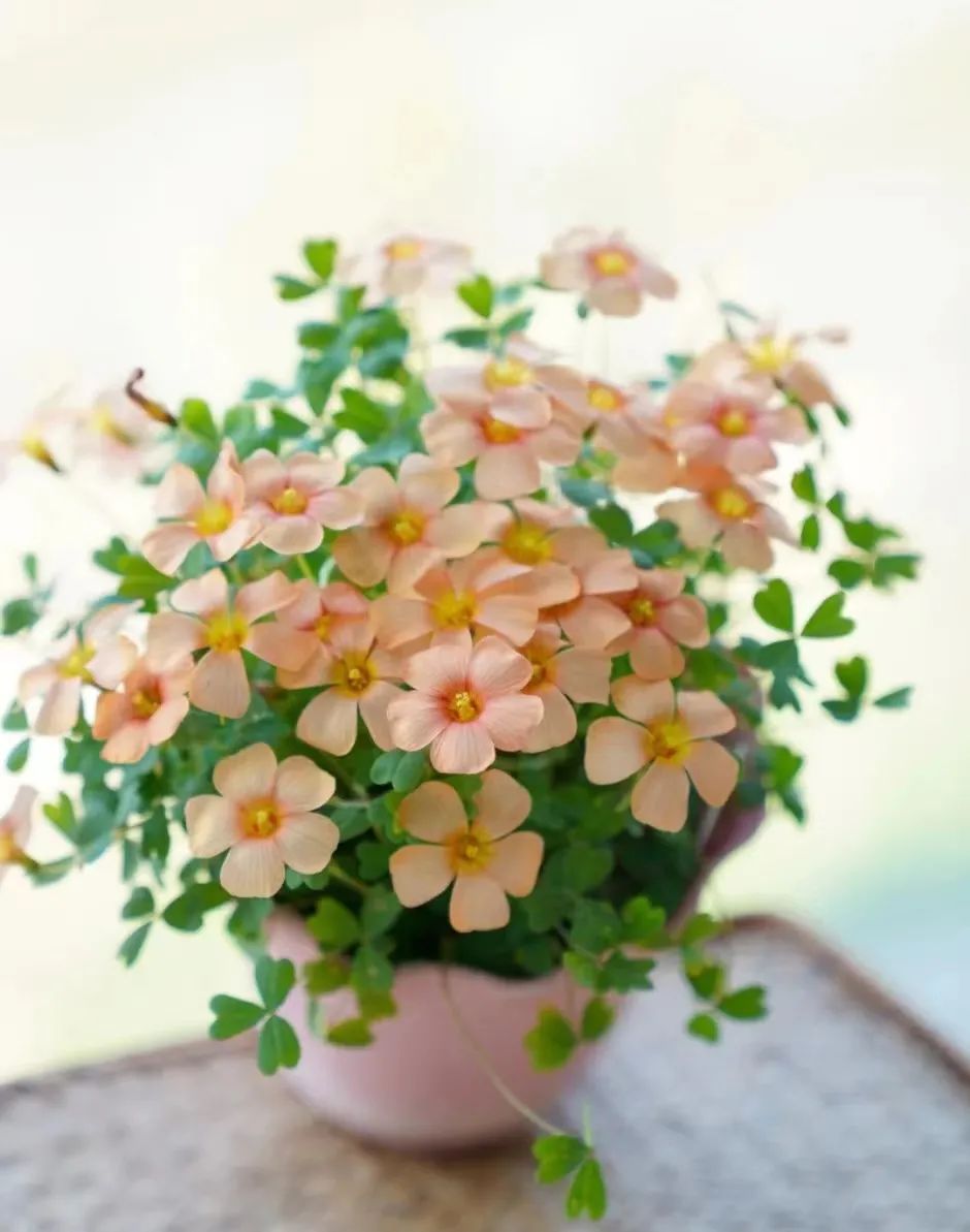 种什么花一年四季开花还好打理,南方一年四季蔬菜播种时间表