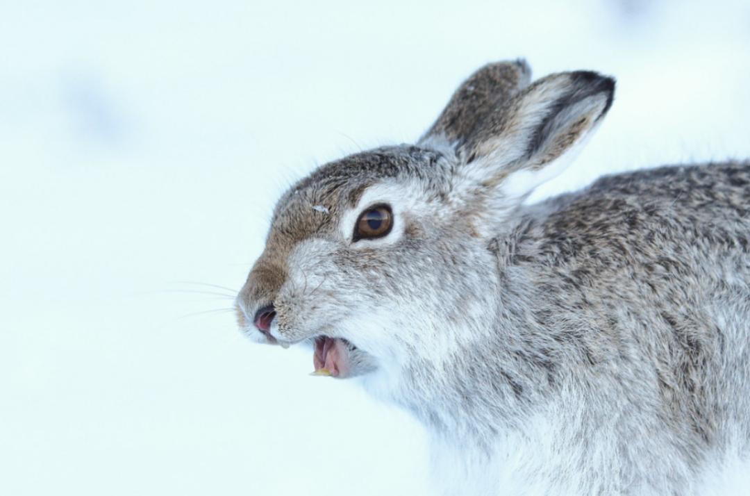 兔子没有实力就被人瞧不起,兔子从来没被战胜过