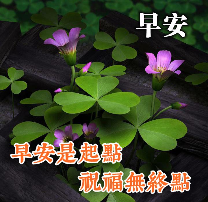 特别漂亮的早上好图片祝福问候语,早上好问候语祝福语带图片大全