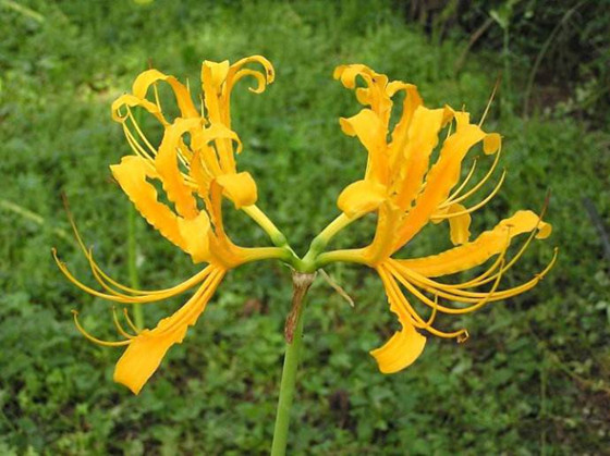 类似彼岸花的植物图片,形似彼岸花