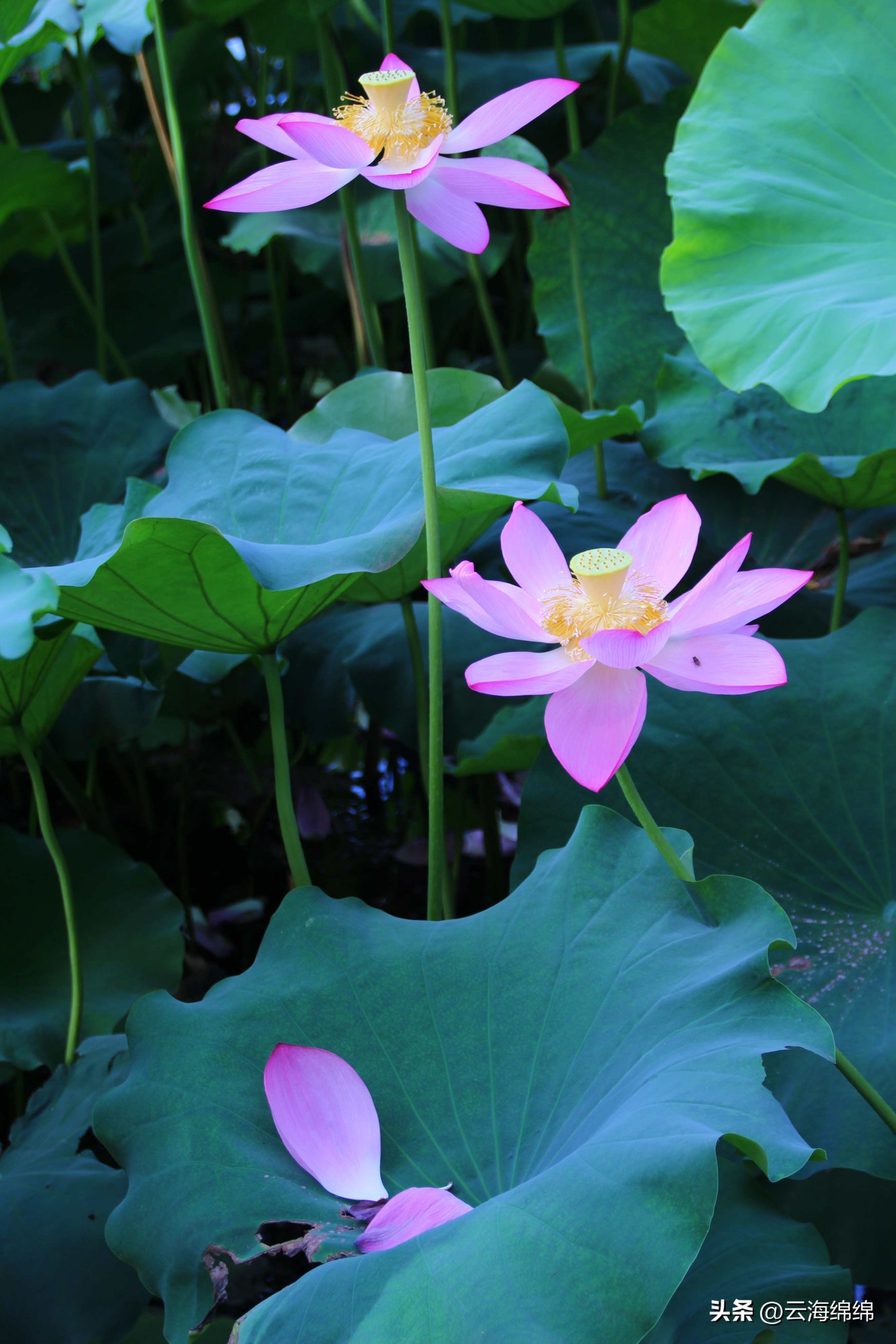 夏日荷花别样红照片,夏日荷花别样红手工