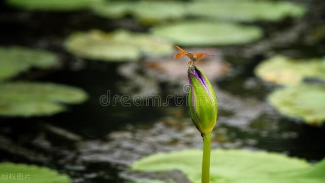 离开故乡感慨的诗词金句,离别故乡的诗句和优美句子