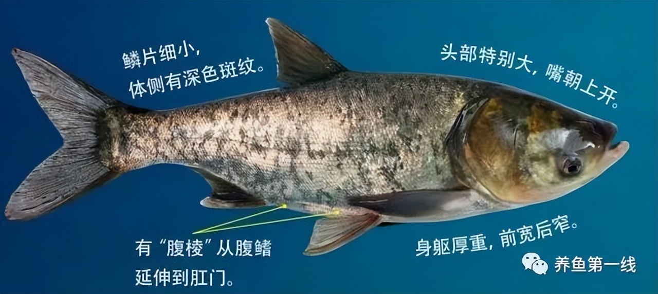 闈掕崏椴㈤硻椴菠鍖哄埆,闈掕崏椴㈤硻椴菠濡備綍鍖哄垎