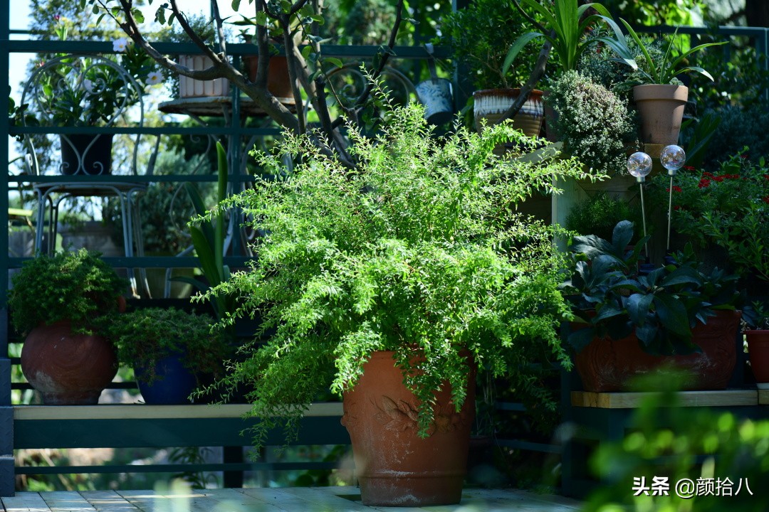 看到你的花园那么惨，我就安心了|园丁