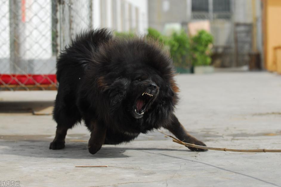 狼青犬咬死三只狗,4条狼青犬咬死数十只羊