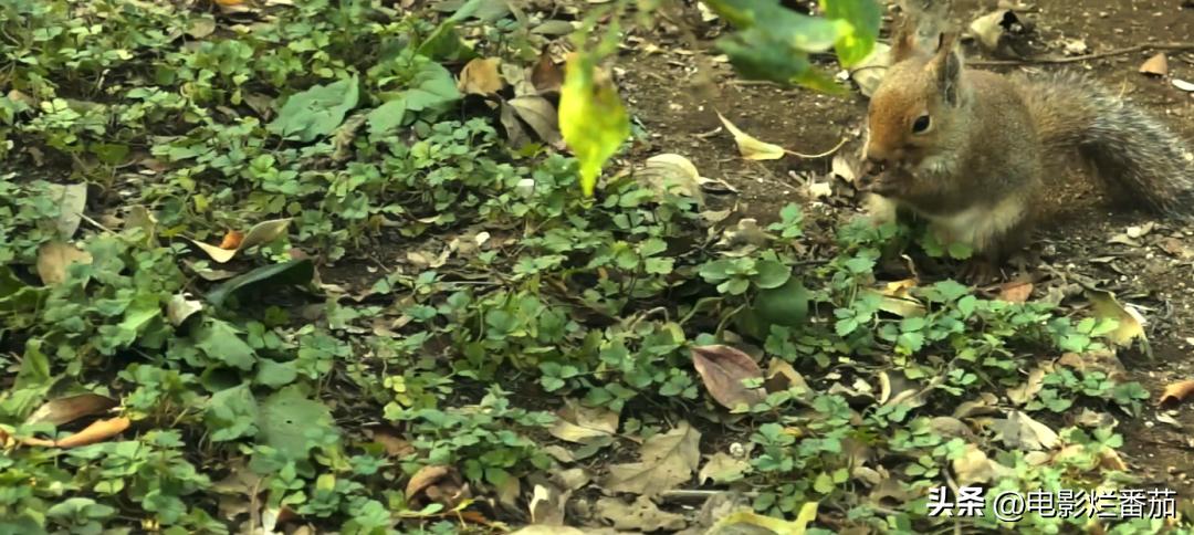 豆瓣9.0，日本乡间简素的一餐一饭，治好了无数人的“精神内耗”