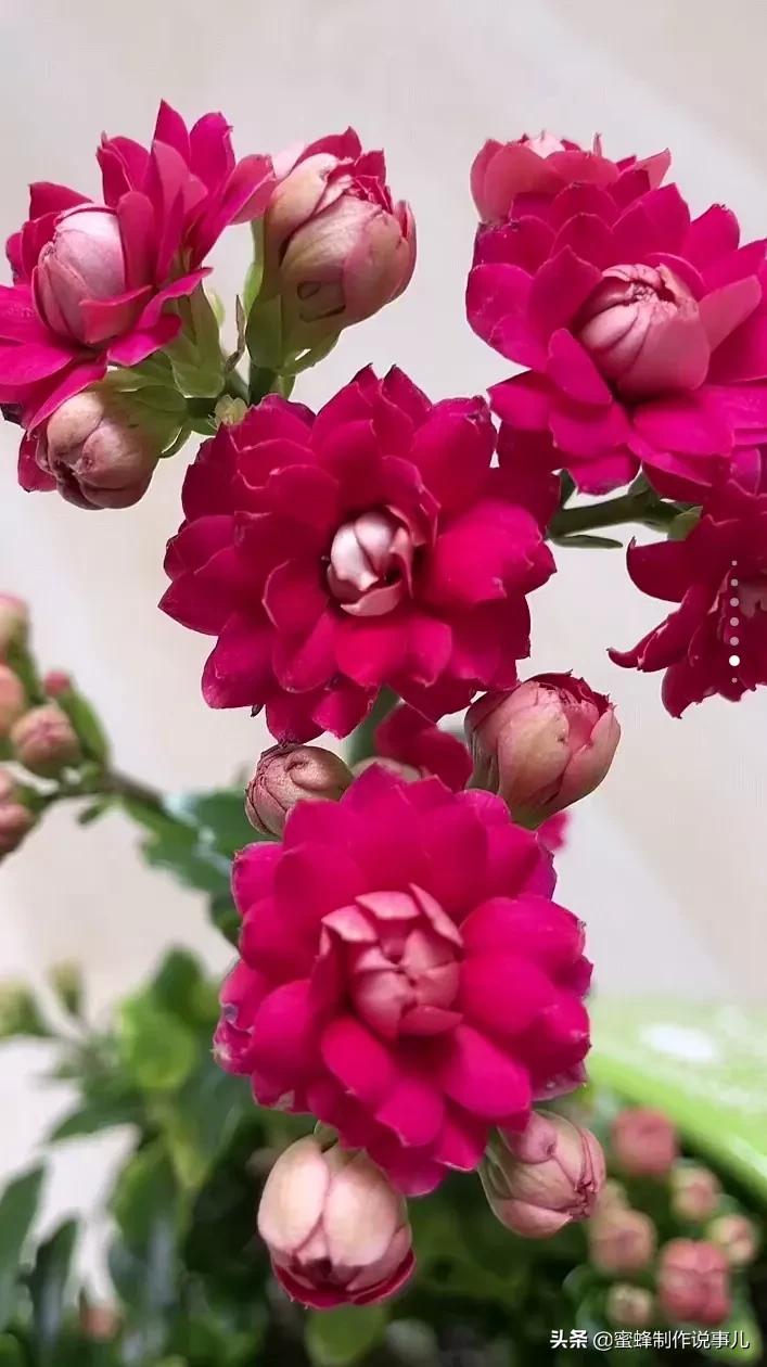 鸟语花香百花争艳让人陶醉,宁静祥和鸟语花香