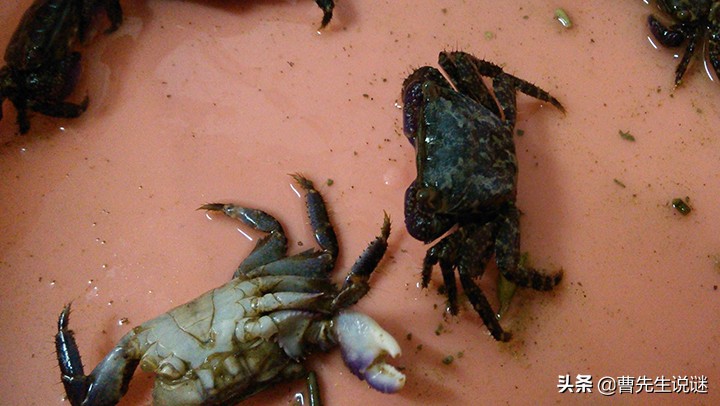 螃蟹爪子断了要怎么办,螃蟹爪子掉了是死蟹么
