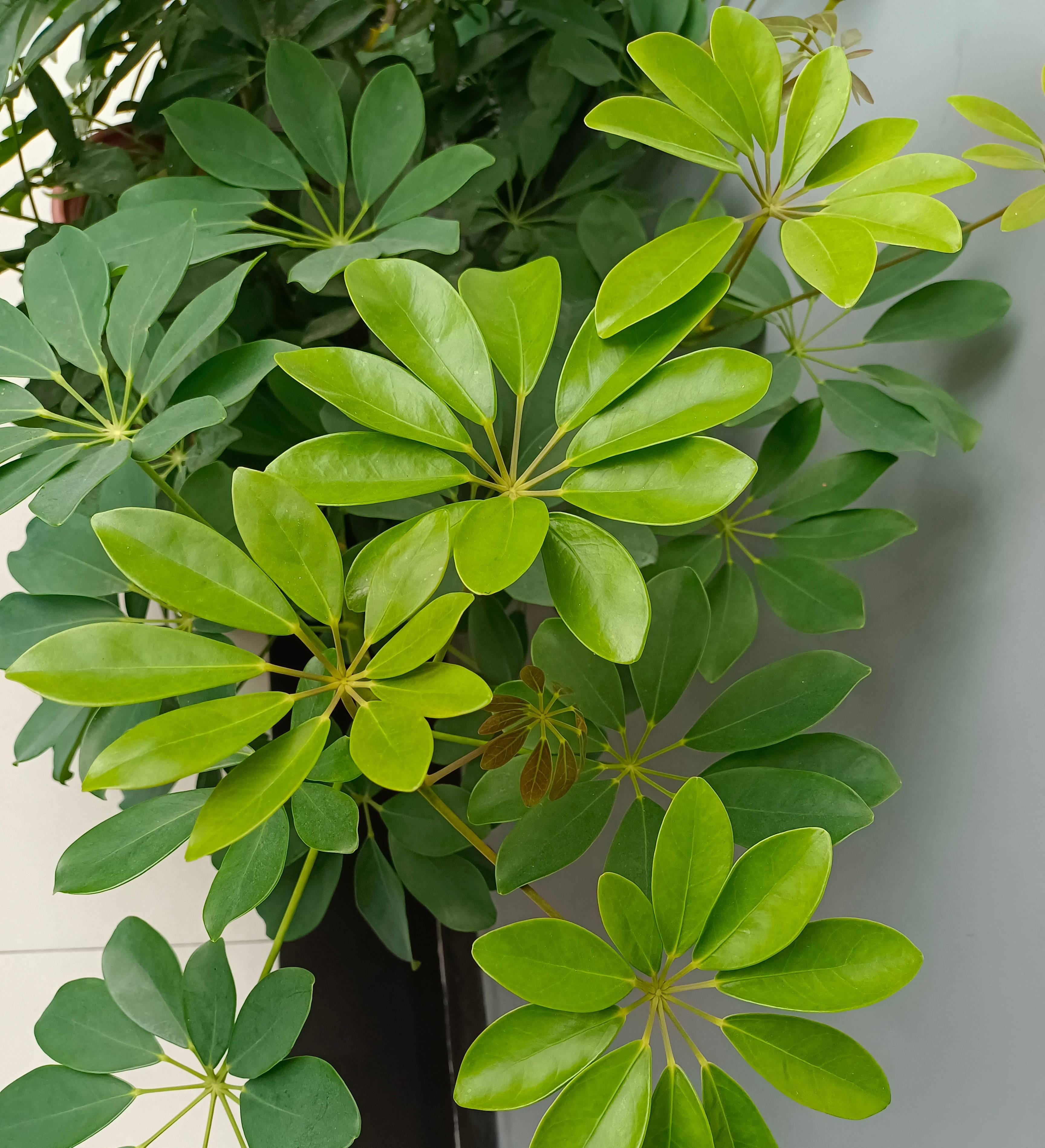 刚装修的房子里适合养什么花,刚装修好的房子养什么花最好