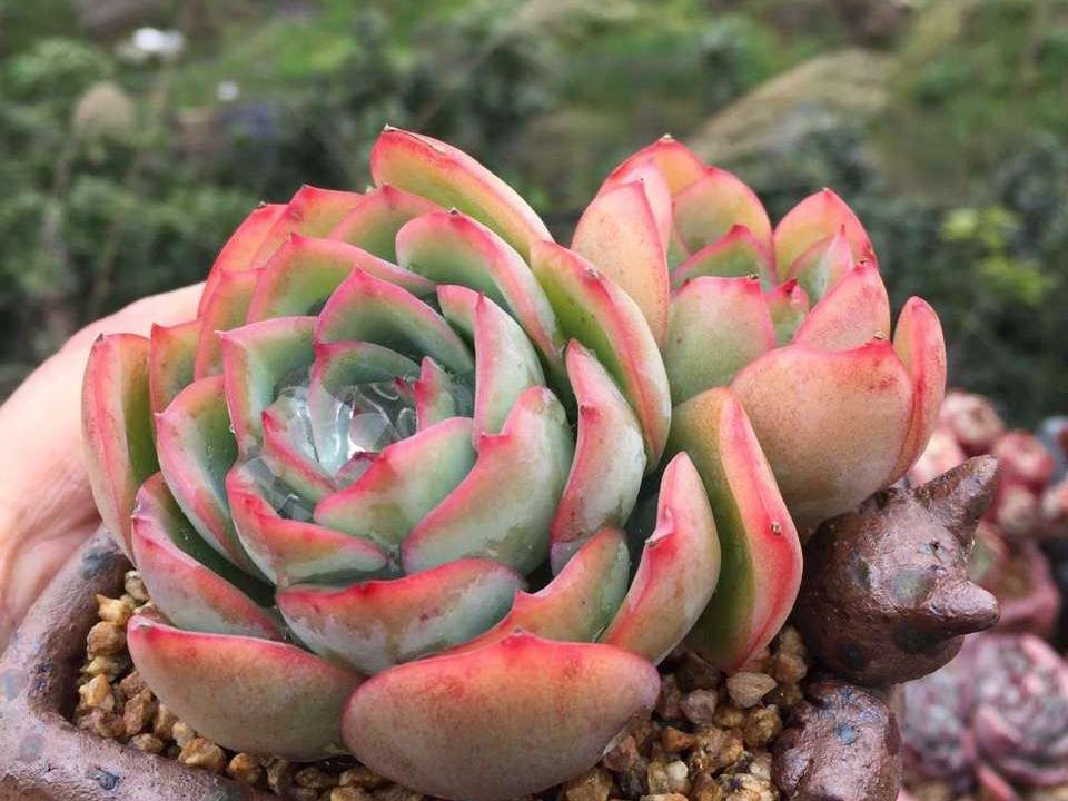 多肉晨露和橙梦露的区别,晨露的多肉名字