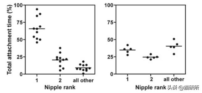 方圆3公里的母猫发情都知道！猫咪嗅觉能有多厉害？