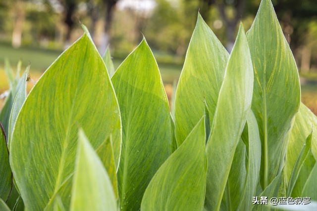 美人蕉生长环境记录,美人蕉天然的环保卫士