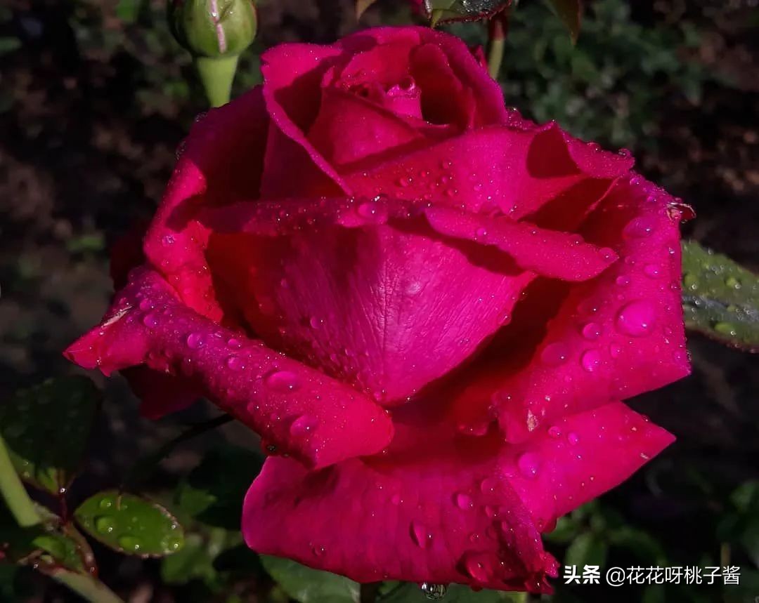 黄色月季哪个品种耐热耐晒抗病强,最耐热耐晒的切花藤本月季品种