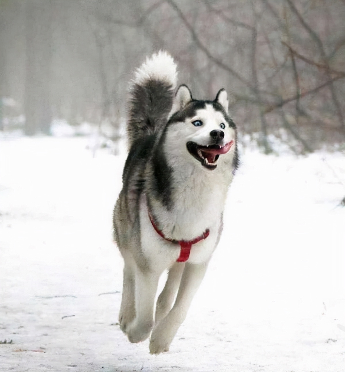 哈士奇不听话怎么训练视频,怎么训练淘气的哈士奇