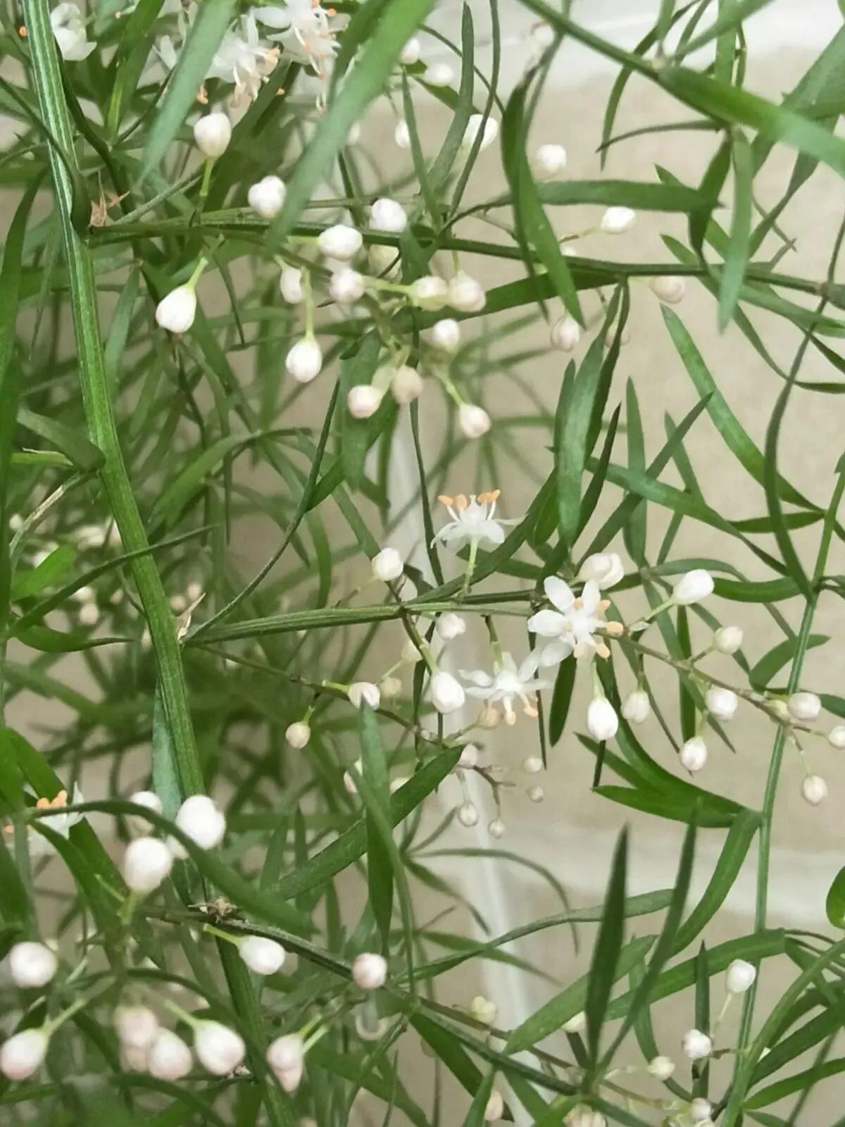 小小花朵——非洲天门冬