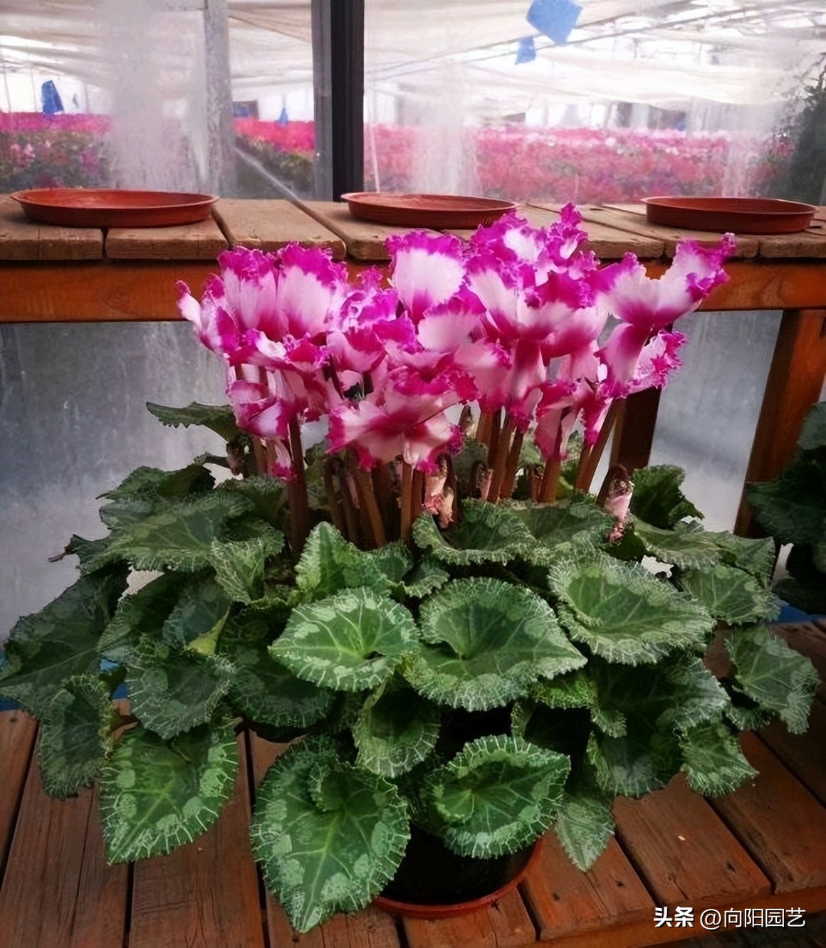 十大最省钱年宵花,最有面的年宵花