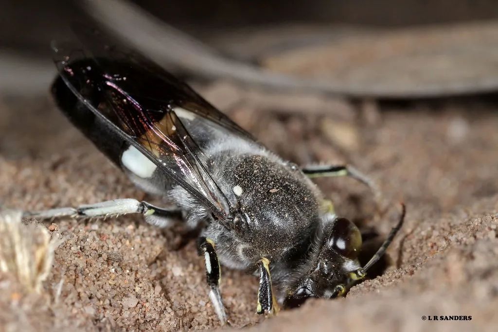 昆虫界的大熊猫有人见过吗?