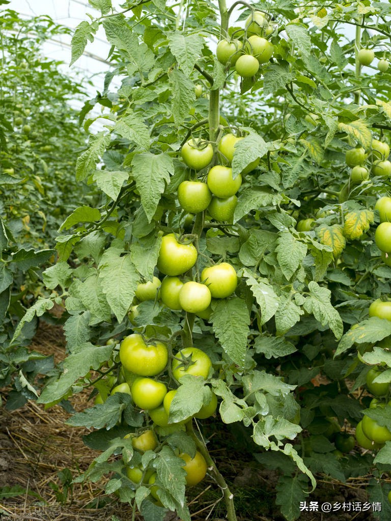 种植蔬菜时如何使用红糖生根水,红糖生根如何避免虫害