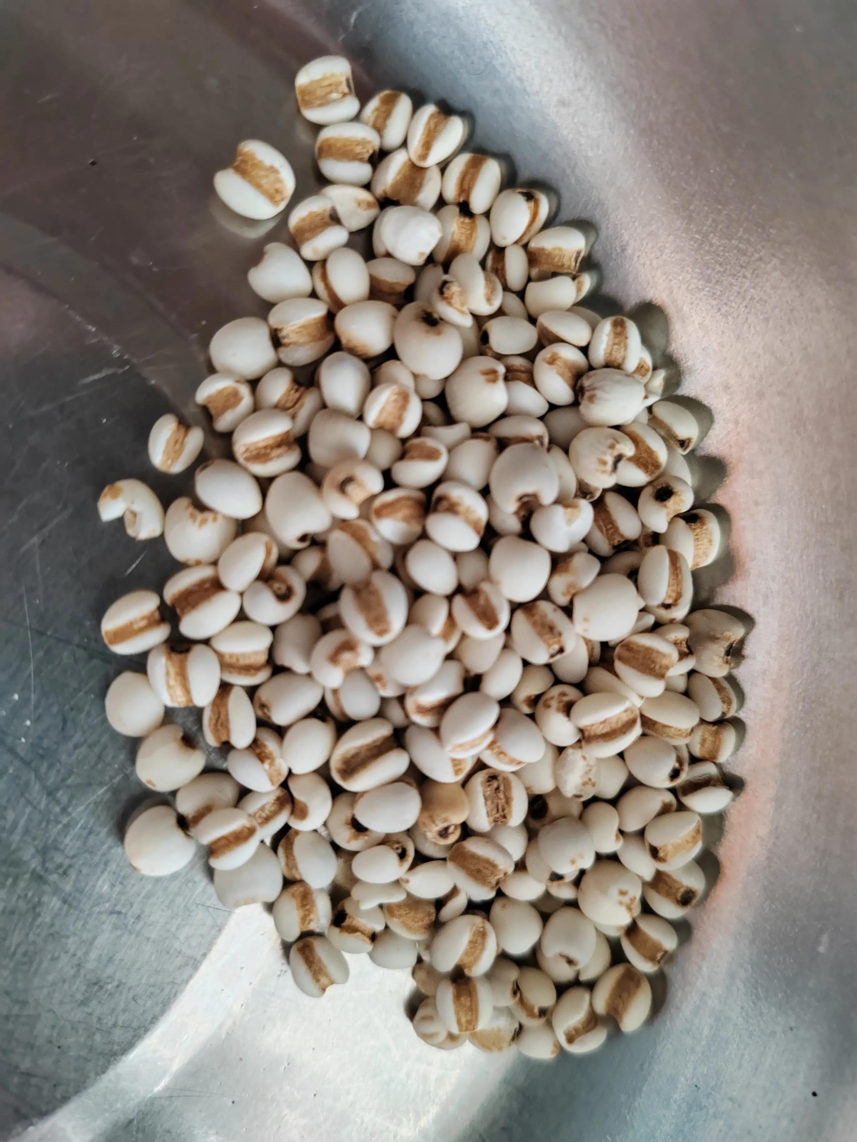 菊甘茶叶,火麻仁荷叶茯苓茶